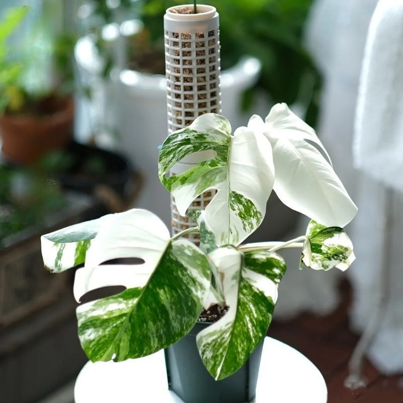 3pcs Plastic Moss Pole, Each 5 - Tree Stand Ladder 评论和价格